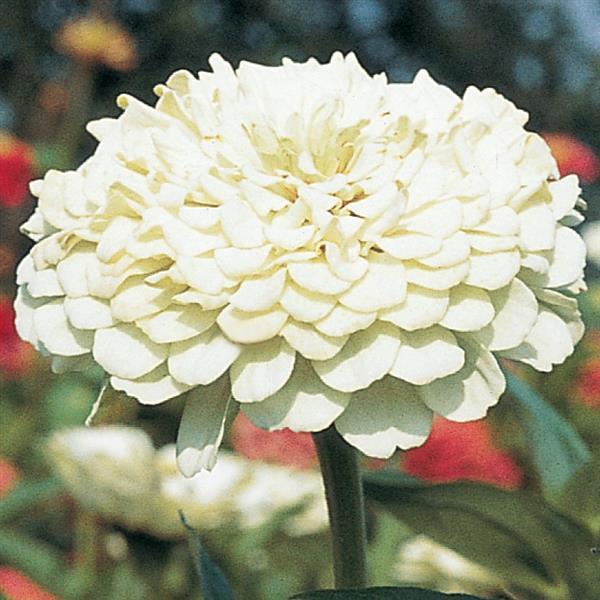 Benary's Giant White Zinnia - Bloom