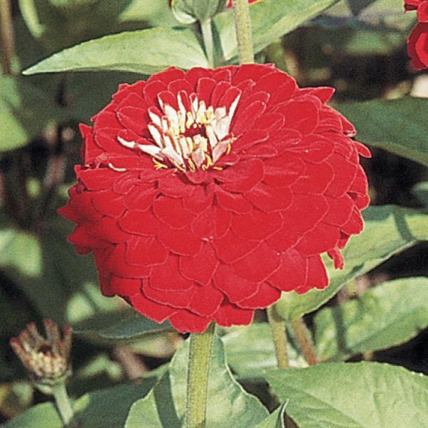 Benary's Giant Deep Red Zinnia - Bloom
