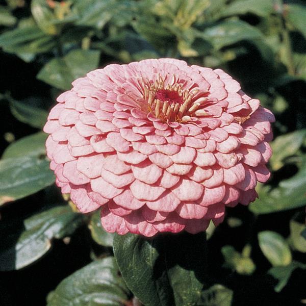 Benary's Giant Bright Pink Zinnia - Bloom