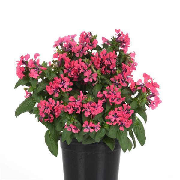 Sweet Talk™ Deep Pink Cuphea - Container