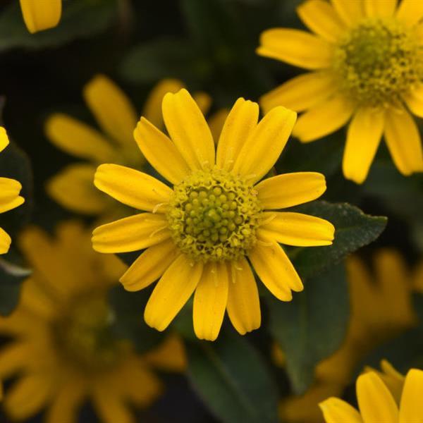 Tsavo™ Compact Yellow Sanvitalia - Bloom