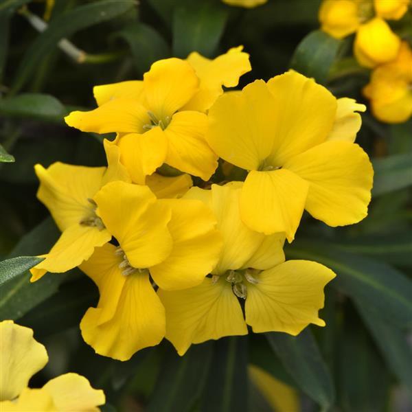 Brightside™ Dark Yellow Erysimum - Bloom