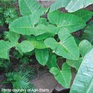 Green Dwarf Xanthosoma Atrovirens - Garden