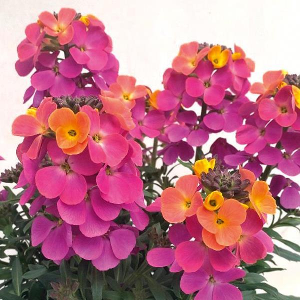 Brightside™ Fuchsia Glow Erysimum - Bloom