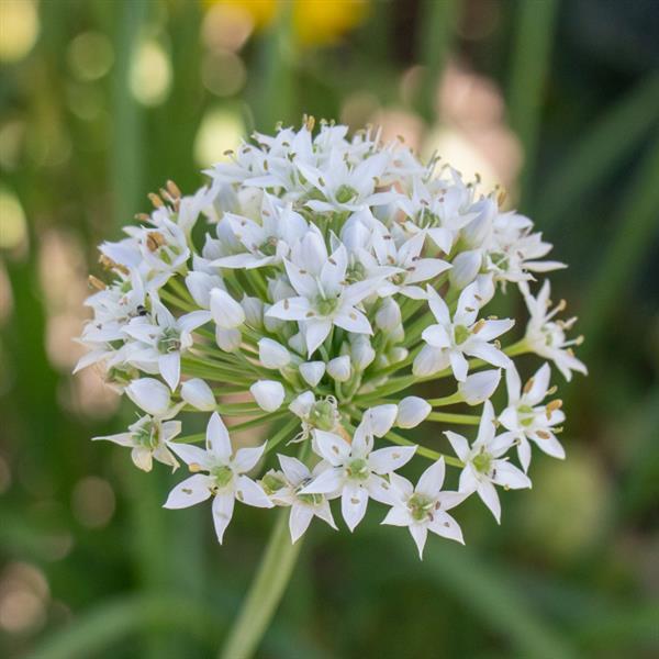 Allium Autumn Bee Attraction