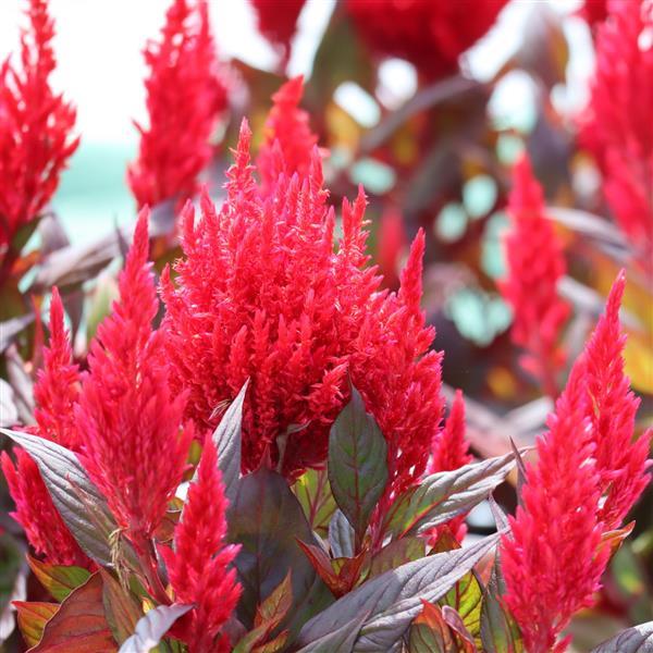 Burning Embers Celosia