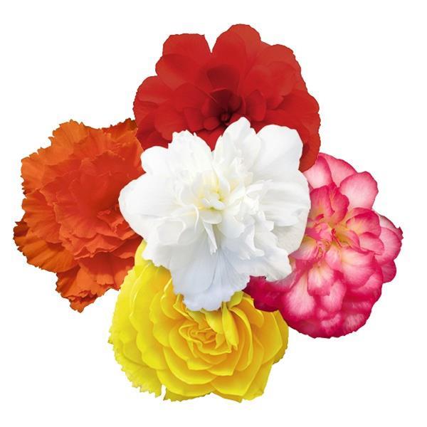 Nonstop Joy Mix Tuberous Begonia - Bloom