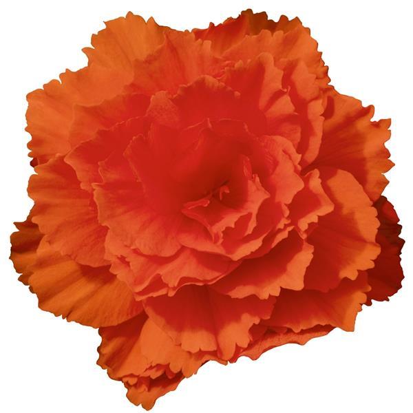 Nonstop Joy Orange Tuberous Begonia - Bloom