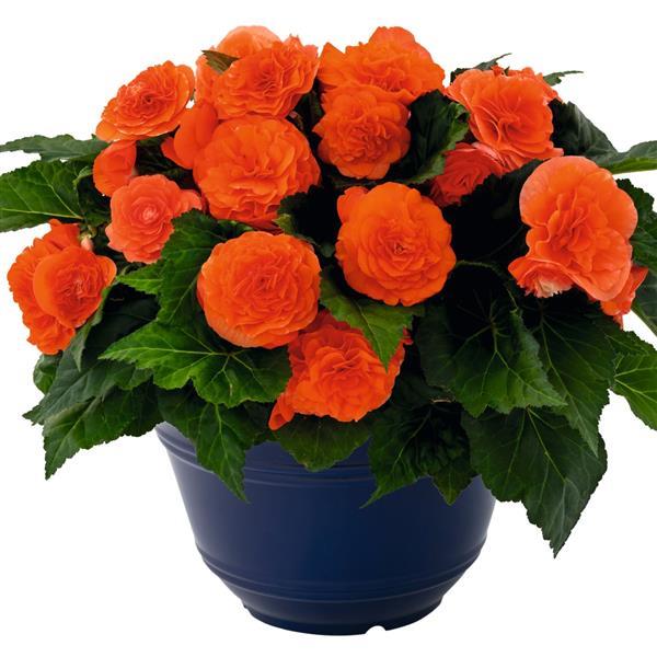 Nonstop Joy Orange Tuberous Begonia - Container