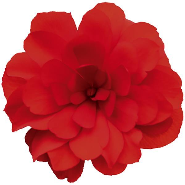 Nonstop Joy Red Tuberous Begonia - Bloom