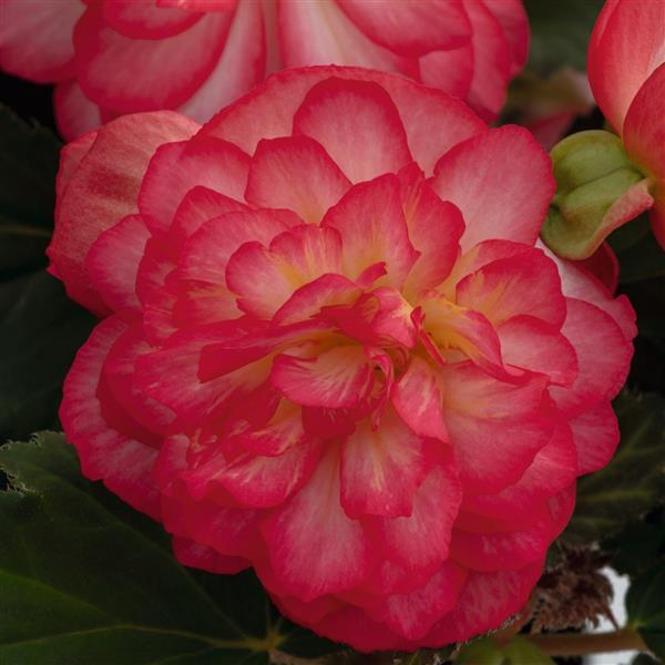 Nonstop Joy Rose Picotee Tuberous Begonia - Bloom