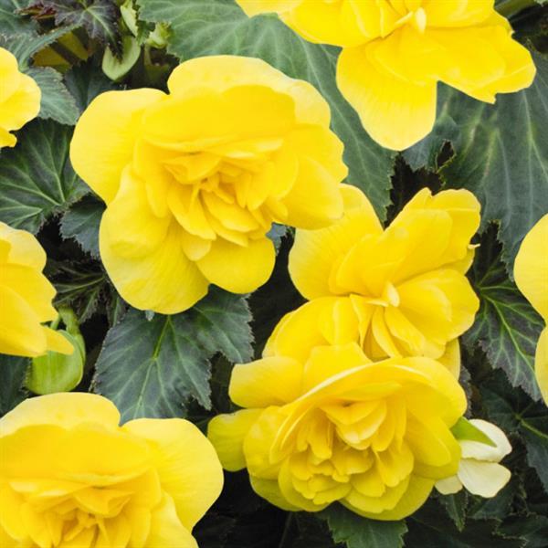 Nonstop Joy Yellow Tuberous Begonia - Bloom
