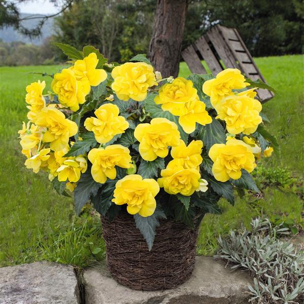 Nonstop Joy Yellow Tuberous Begonia - Container