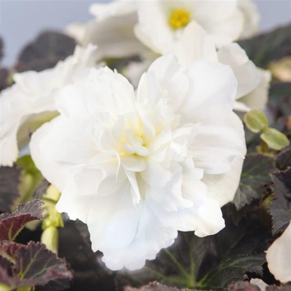 Nonstop Joy Mocca White Tuberous Begonia - Bloom