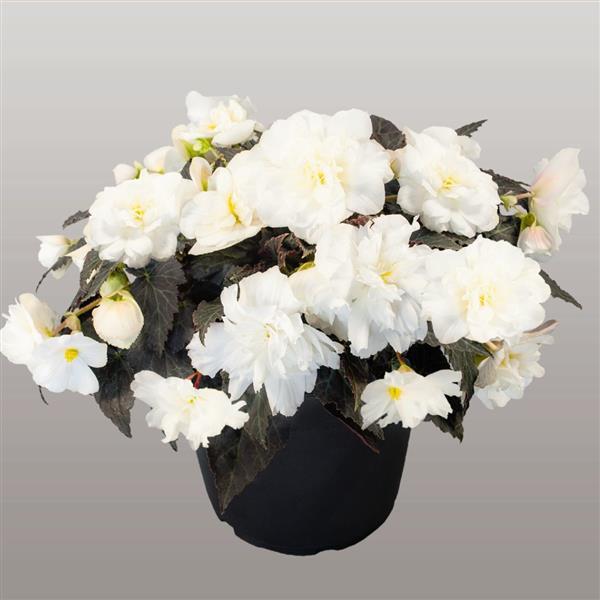 Nonstop Joy Mocca White Tuberous Begonia - Container