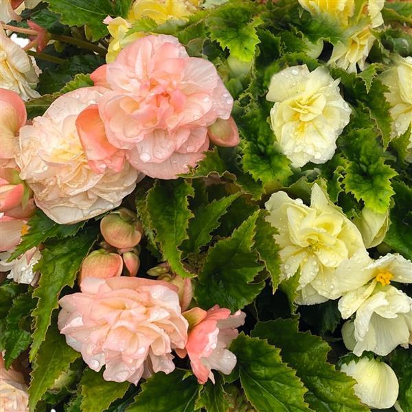 Nonstop Joy Peaches and Dreams Tuberous Begonia - Bloom