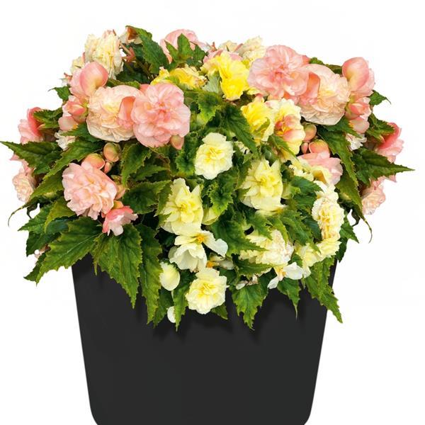 Nonstop Joy Peaches and Dreams Tuberous Begonia - Container