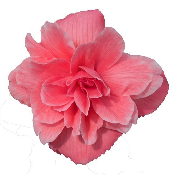 Nonstop Joy Mocca Rose Tuberous Begonia - Bloom