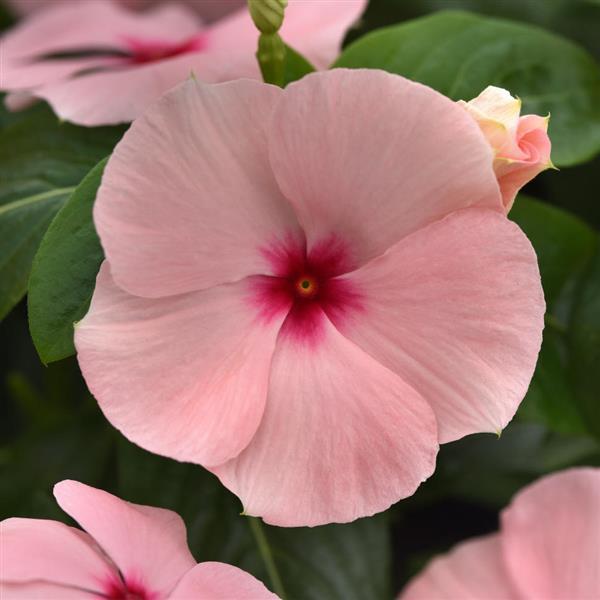 Titan-ium™ Apricot Vinca - Bloom