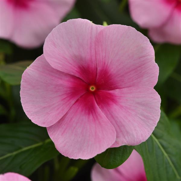 Titan-ium™ Blush Vinca - Bloom