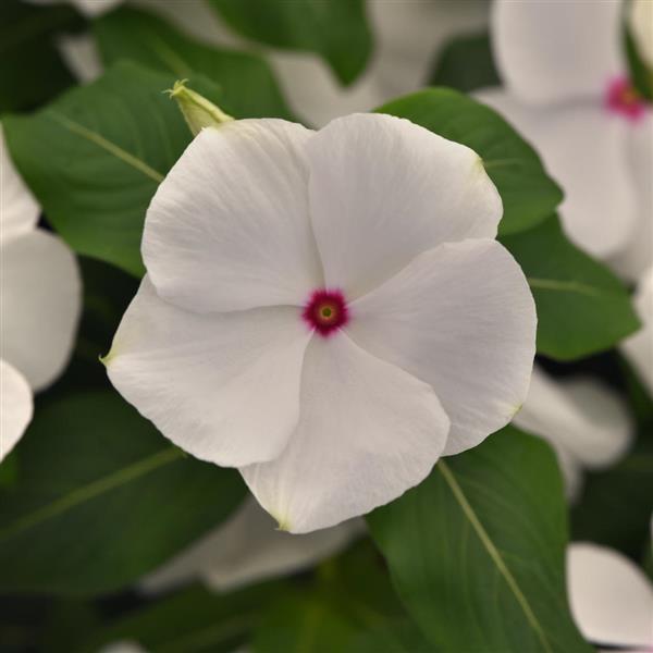 Titan-ium™ Polka Dot Vinca - Bloom