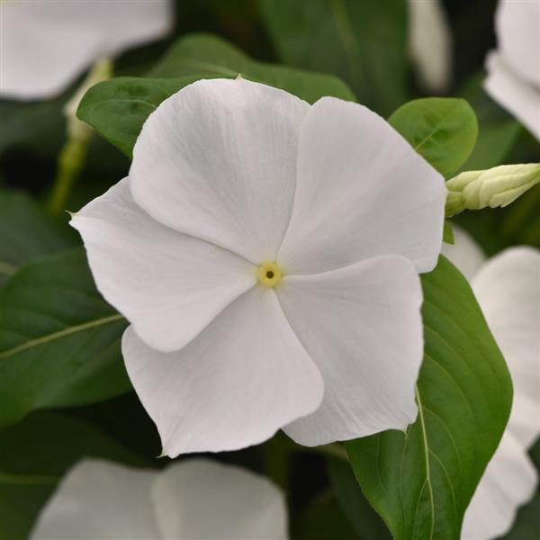 Titan-ium™ White Vinca - Bloom