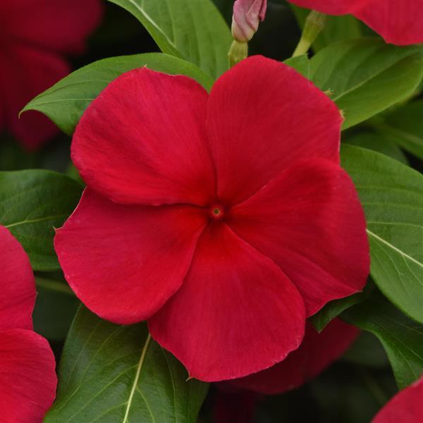 Titan-ium™ Dark Red Vinca - Bloom