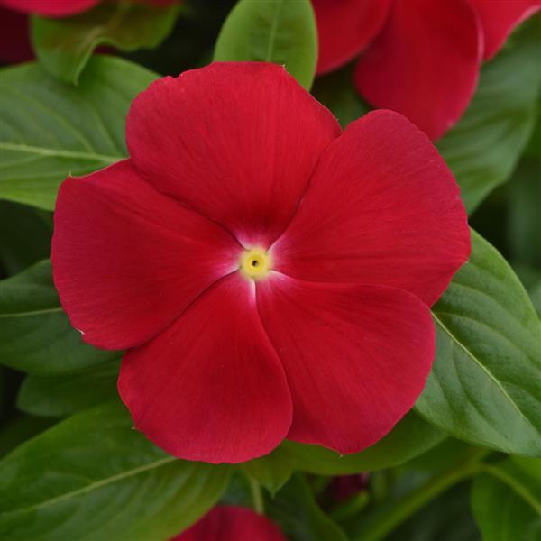 Titan-ium™ Really Red Vinca - Bloom