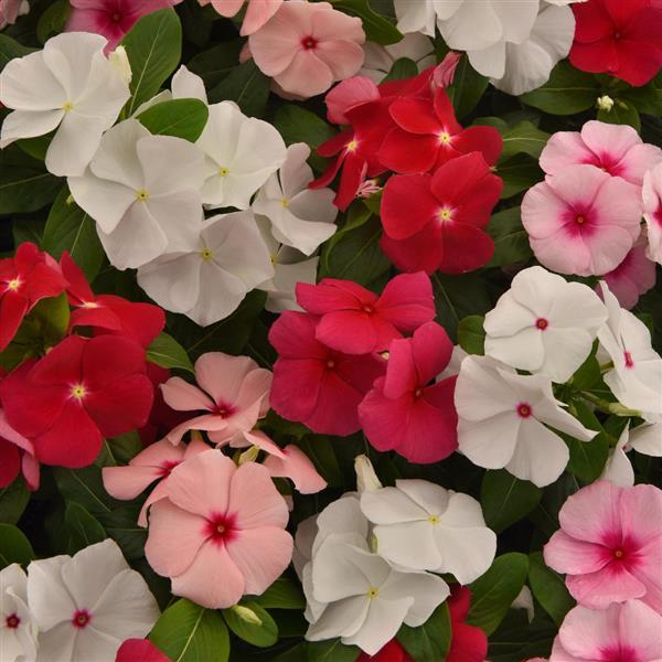 Titan-ium™ Mixture Vinca - Bloom