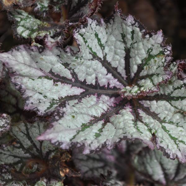 Curly Cherry Soda Begonia