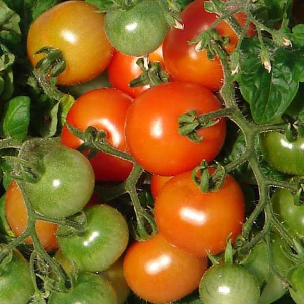 Sweet 'N Neat Scarlet Tomato - Bloom