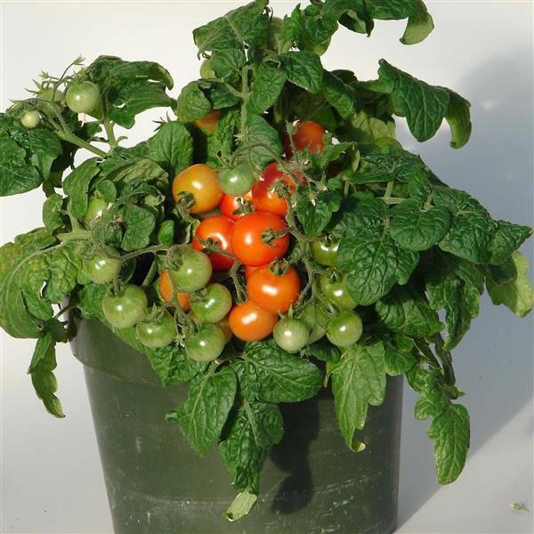 Sweet 'N Neat Scarlet Tomato - Container