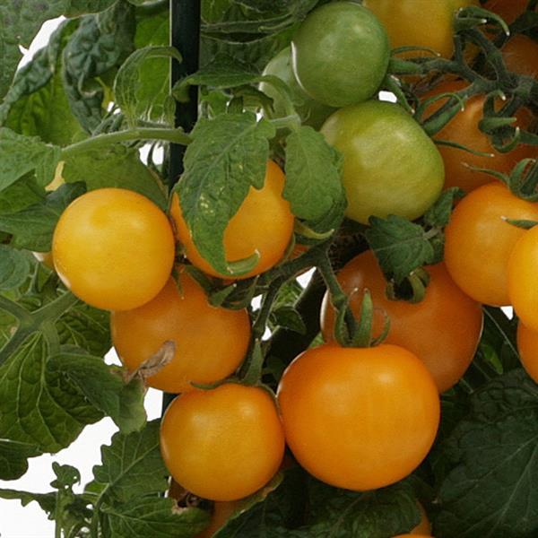 Sweet 'N Neat Yellow Tomato - Bloom