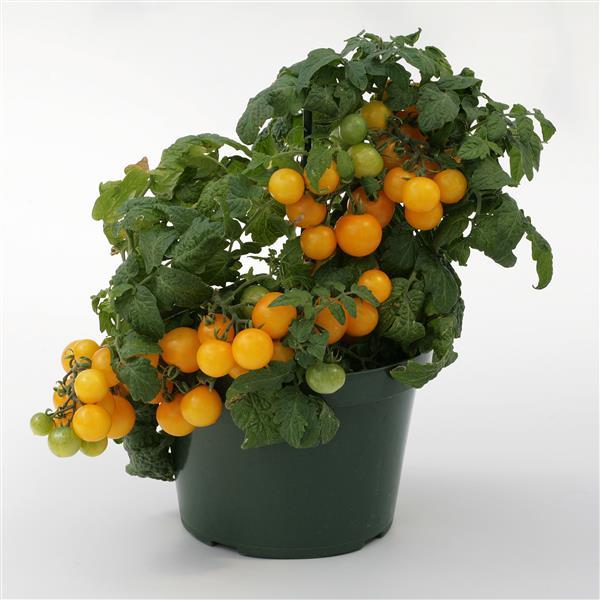 Sweet 'N Neat Yellow Tomato - Container