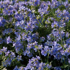 Polemonium Blue Pearl