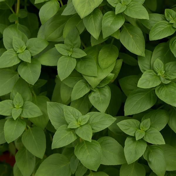 Everleaf Lemon Basil - Bloom