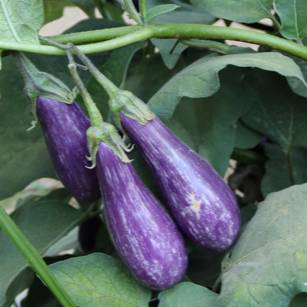 Fairy Tale Eggplant - Bloom