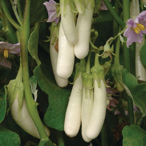 Gretel Eggplant - Bloom