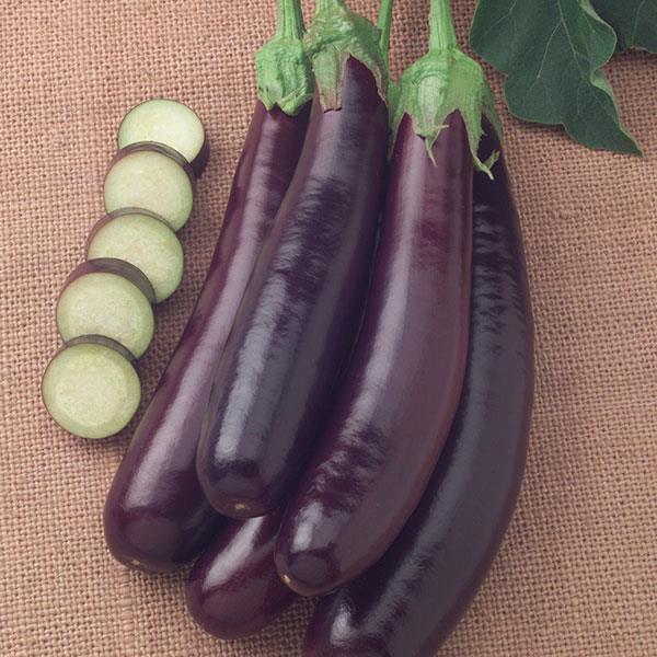 Hansel Eggplant - Bloom
