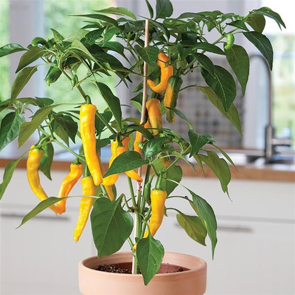 Golden Cayenne Pepper - Container