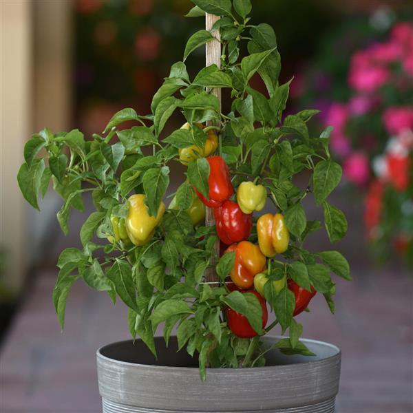 Prism Pepper - Container