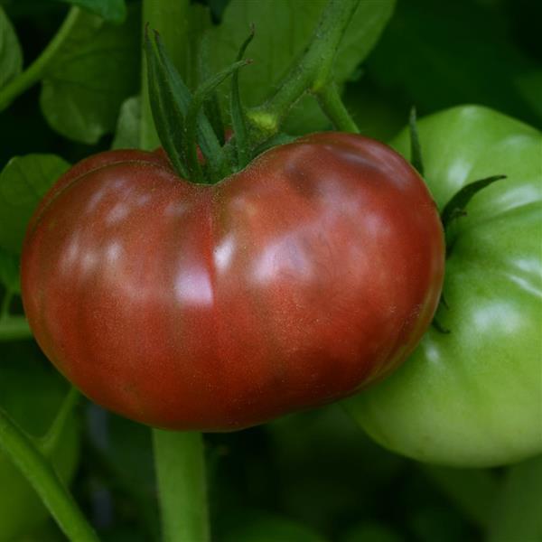 Heirloom Marriage™ Cherokee Carbon Tomato - Bloom