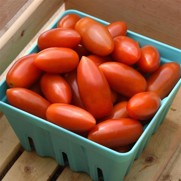 Marzito Tomato - Container