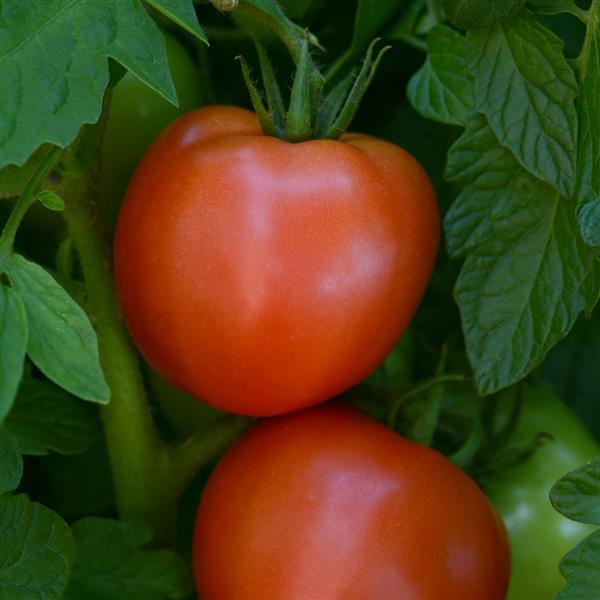 Stellar Tomato - Bloom