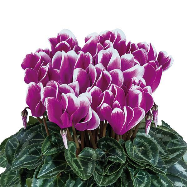 Smartiz® Select Fantasia Purple Cyclamen - Bloom