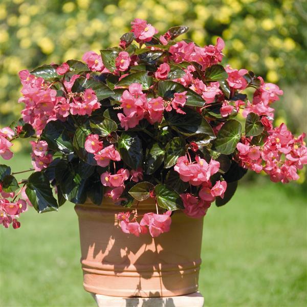 Big Rose With Bronze Leaf Begonia - Container