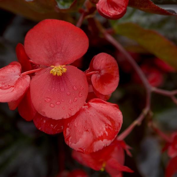 Big Red With Bronze Leaf Begonia - Bloom