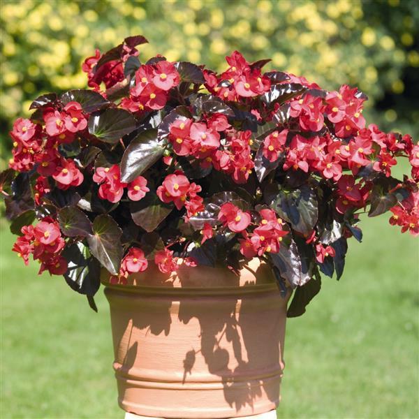 Big Red With Bronze Leaf Begonia - Container