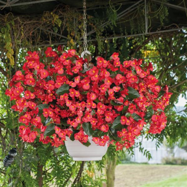 Big Red With Green Leaf Begonia - Basket