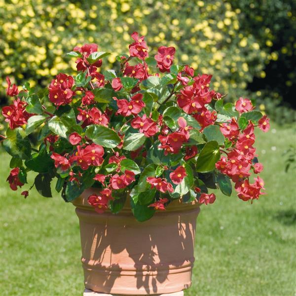 Big Red With Green Leaf Begonia - Container